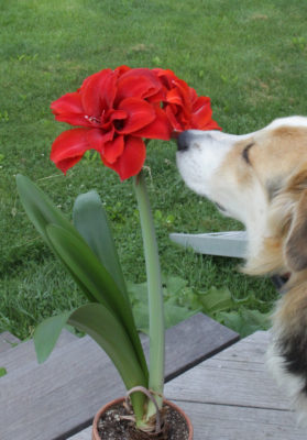 Amaryllis late last winter