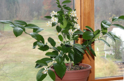 Meyer lemon tree in pot