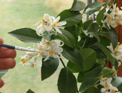 Pollinating Meyer lemon