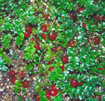 Cranberries on plants