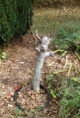 Potted Kadota fig in ground