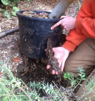 Potted Kadota, out of ground