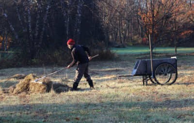 Raking hayfield