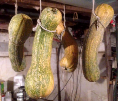 Argonaut squash hanging in basement