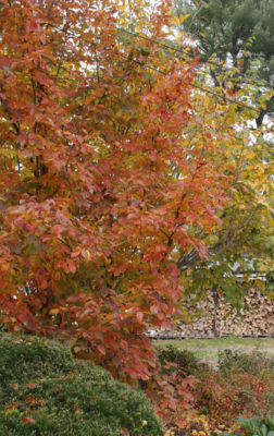 Stewartia in autumn