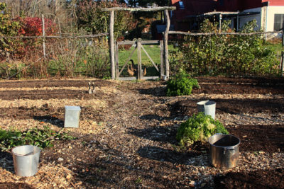 Vegetable beds in autumn