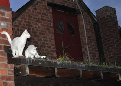 Two cats on my green roof