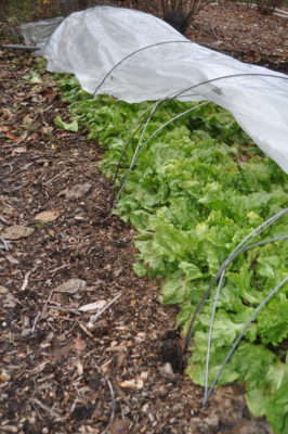 Endive under plastic tunnel