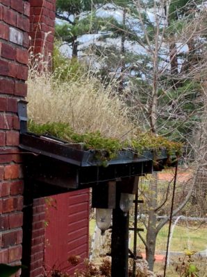 Weeds on green roof