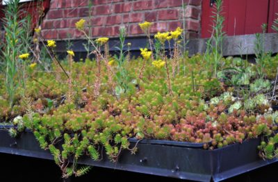 Sedum Angelina on green roof