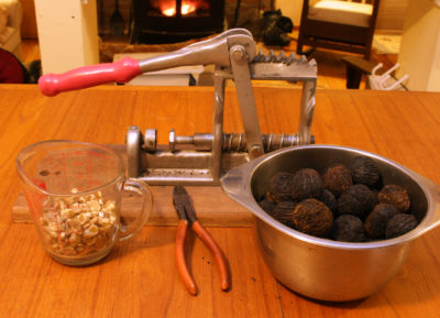 Black walnuts and Master Nutcracker