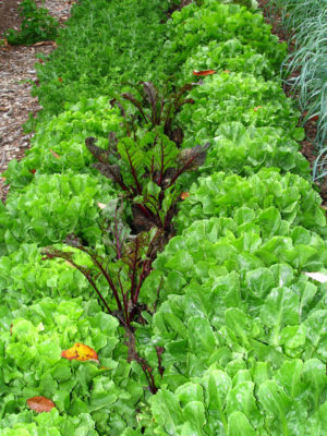 endive and beets