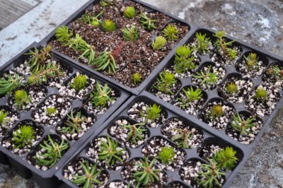 Propagating Angelina plants