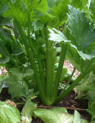 Self-sown Ventura celery
