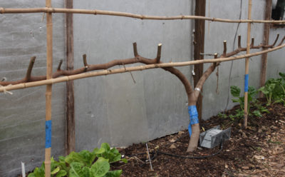 Pruned fig tree