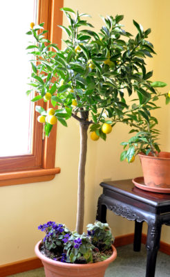 Meiwa kumquat plant