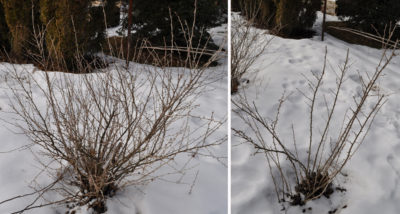 Gooseberry before & after pruning