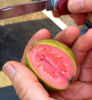 Strawberry guava