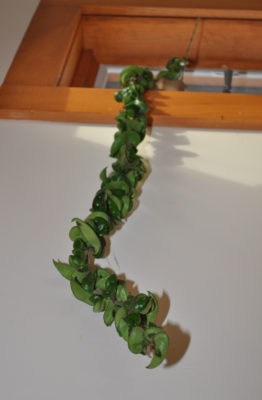 Hoya stems