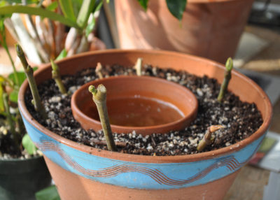 Fig cuttings in home made propagator
