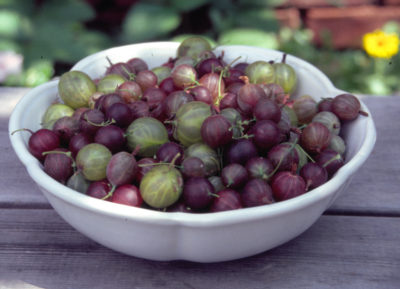 A bowl of fresh gooseberries