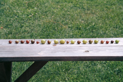 Gooseberry varieties on a bench