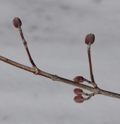Cornelian cherry buds