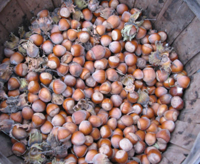Filbert nut harvest last fall