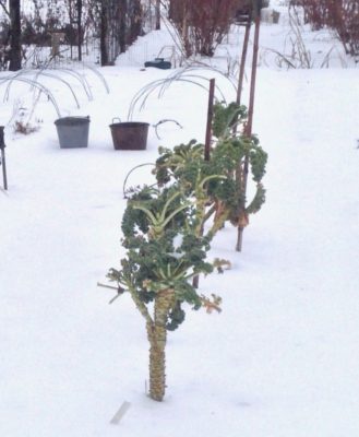 Kale in winter
