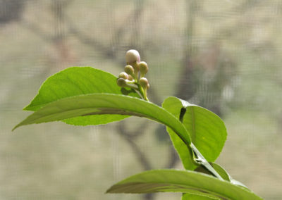 Meyer lemon flower buds