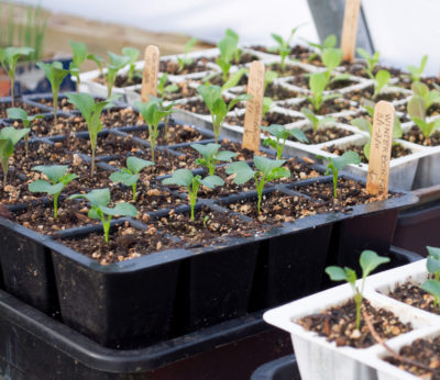 Crucifer seedlings