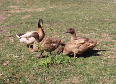 Ducks eating weeds