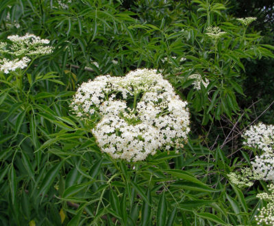 Elderberry blossoms