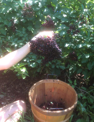 Elderberry harvest