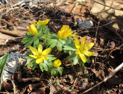 Winter aconite