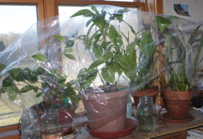 Houseplants covered to maintain high humidity
