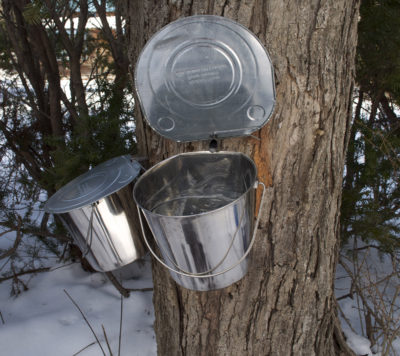 Maple syrup buckets