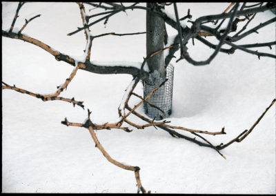 Rabbit damage to branches