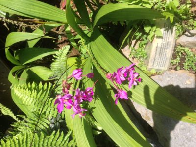 Spathoglottis orchid