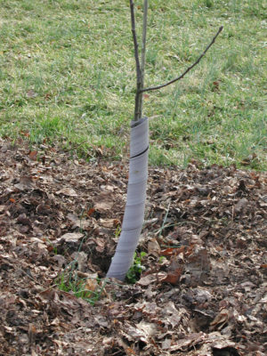 Tree protected with plastic spiral