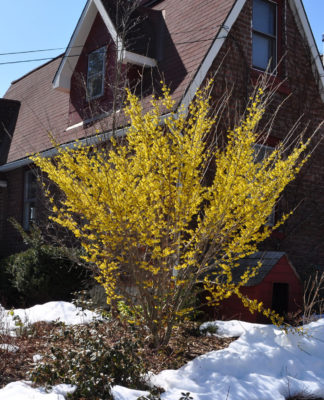 Witchhazel in bloom