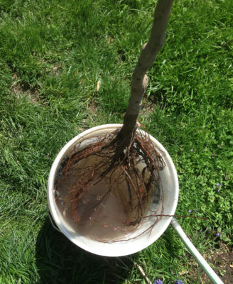 Bare root tree soaking