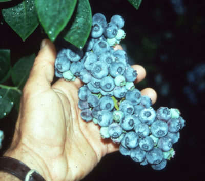 Bunch of blueberries