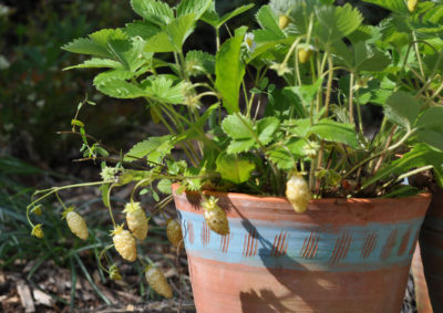 White alpine strawberries