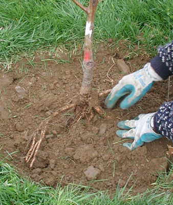 Firming soil around roots