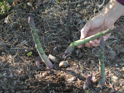 Asparagus harvest