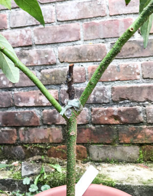 Avocado with dead graft