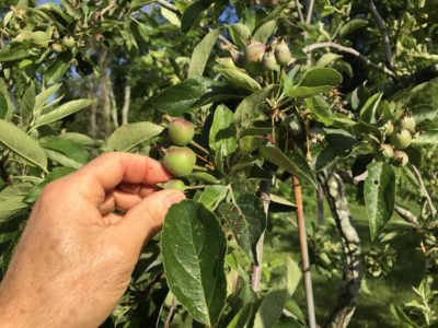 Thinning apples