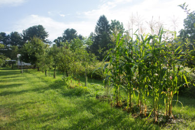 Otto File planted in field