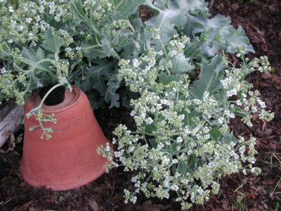 Seakale in flower